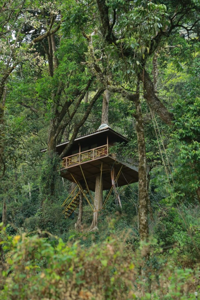 Tree Houses